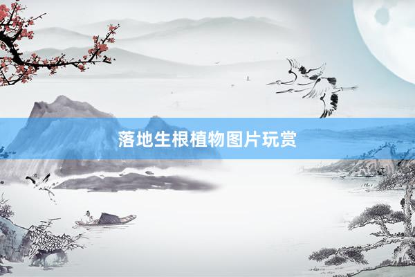 落地生根植物图片玩赏