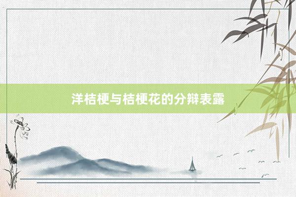 洋桔梗与桔梗花的分辩表露